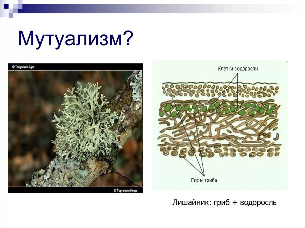 Мутуализм лишайники. Лишайник симбиоз гриба и водоросли рисунок. Симбиоз гриба и водоросли в лишайнике. Мутуализм в тайге.