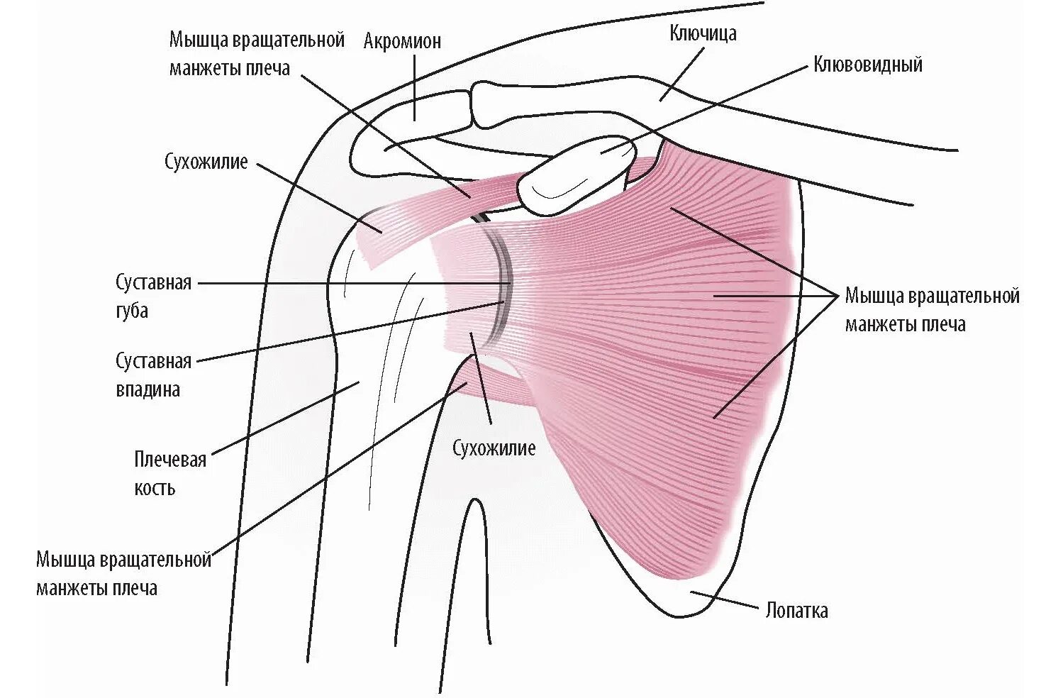 Анатомия плечевого сустава. Анатомия плеча мышцы связки сухожилия. Строение плечевого сустава схема. Анатомия плечевого сустава и мышц плеча. Плечевой сустав топографическая анатомия.