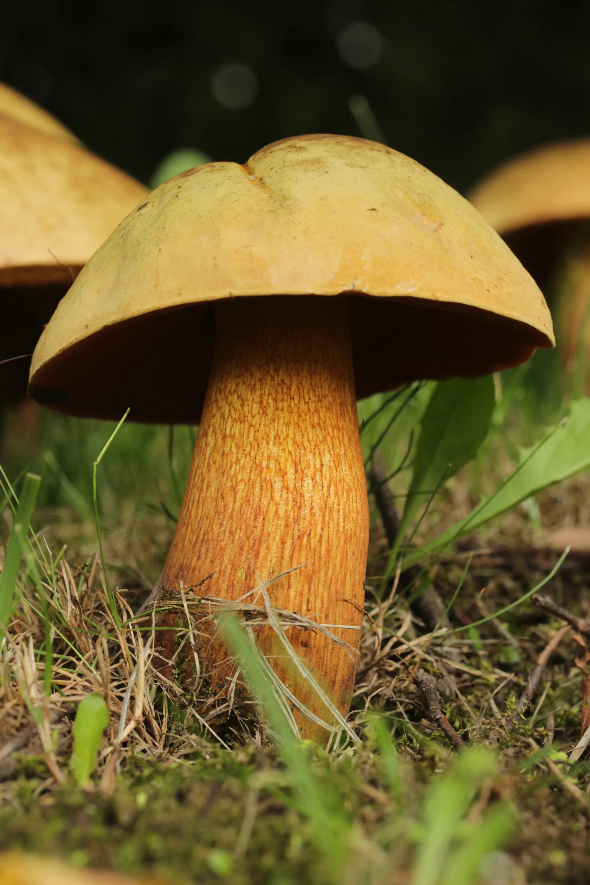 Желчный гриб какой. Lurid Boletus. Suillellus luridus. Жёлчный гриб. Жёлчный гриб Болетовые.