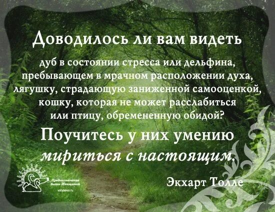 Прекрасное расположение духа. Расположение духа. Приснился дуб.