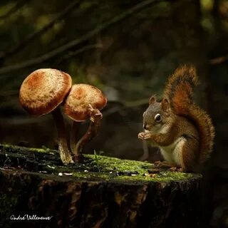 Грибы животные природа