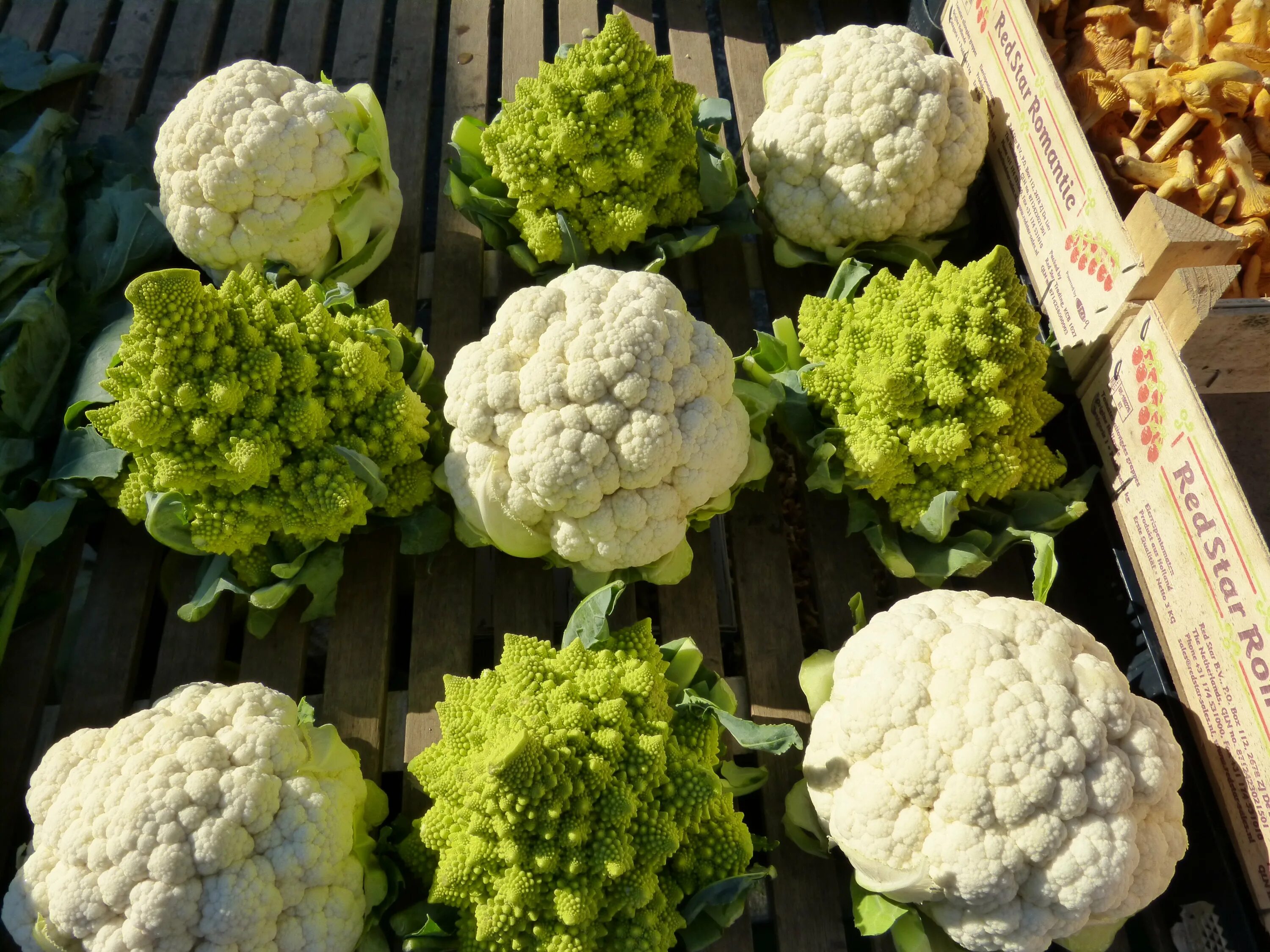 Cauliflower. Брокколи романеско. Капуста Cauliflower. Крестоцветные растения цветная капуста.