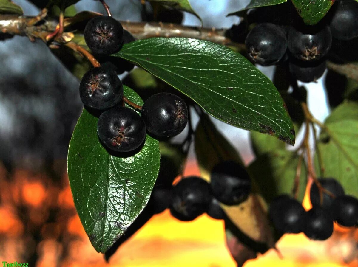 Cotoneaster melanocarpus - Image of an specimen - Plantarium