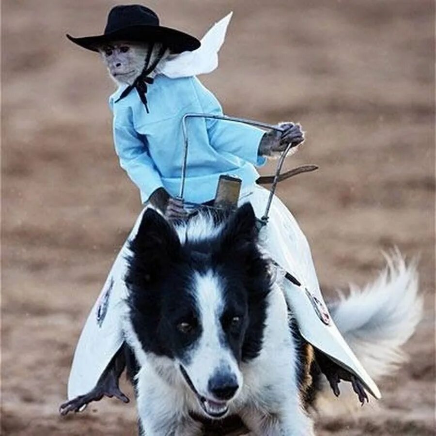 The rodeo is a really exciting event. Бордер колли и лошадь. Родео для собак. Образ королевы родео. Обезьяна ковбой.