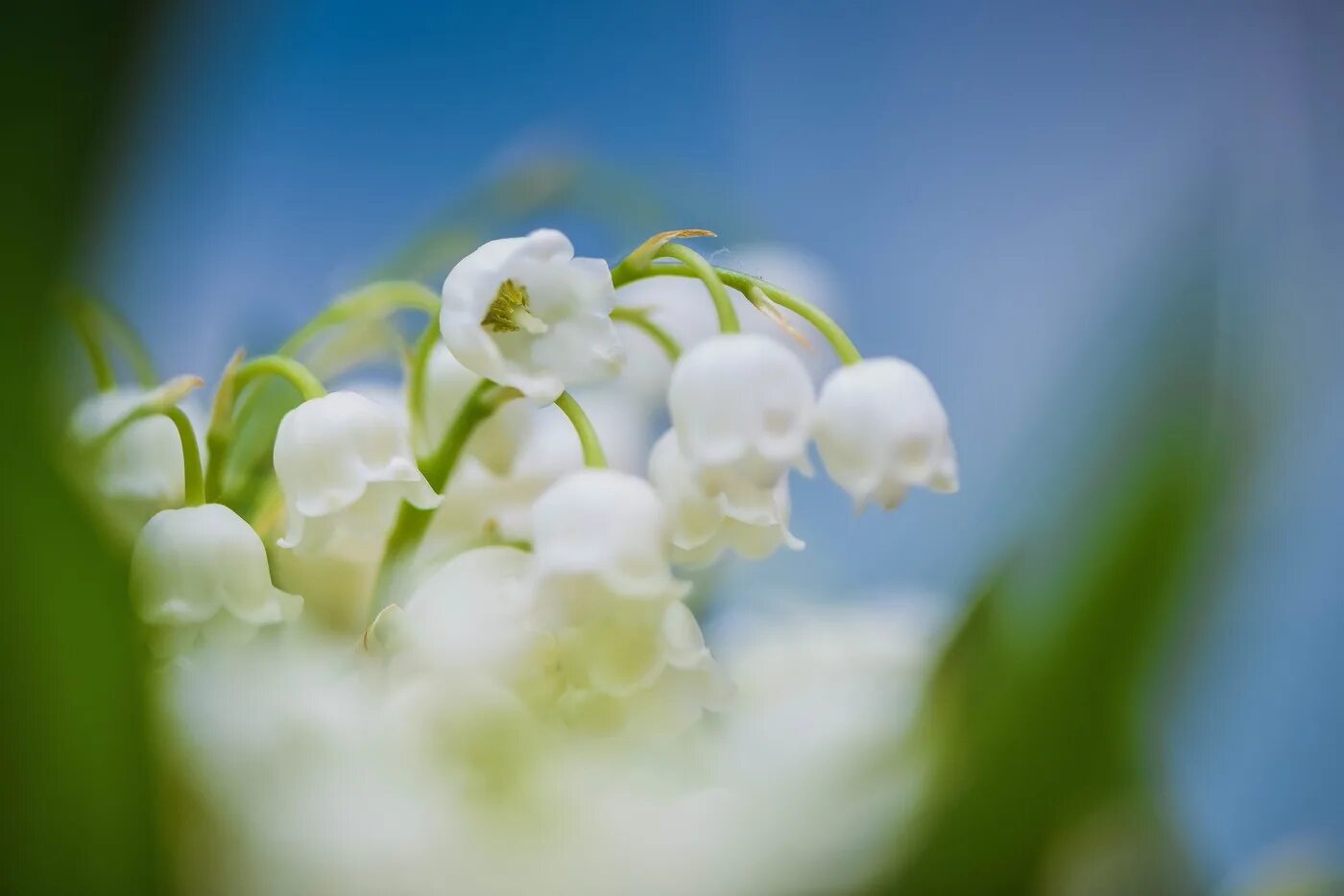 Весенние цветы Ландыши. Белые Ландыши. Фон ландыши картинка