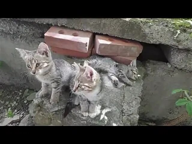 Как поймать кошку которая не дается. Дикие котята с улицы. как поймать дикого котенка. как поймать одичавших котят. как поймать дикого котенка на улице.