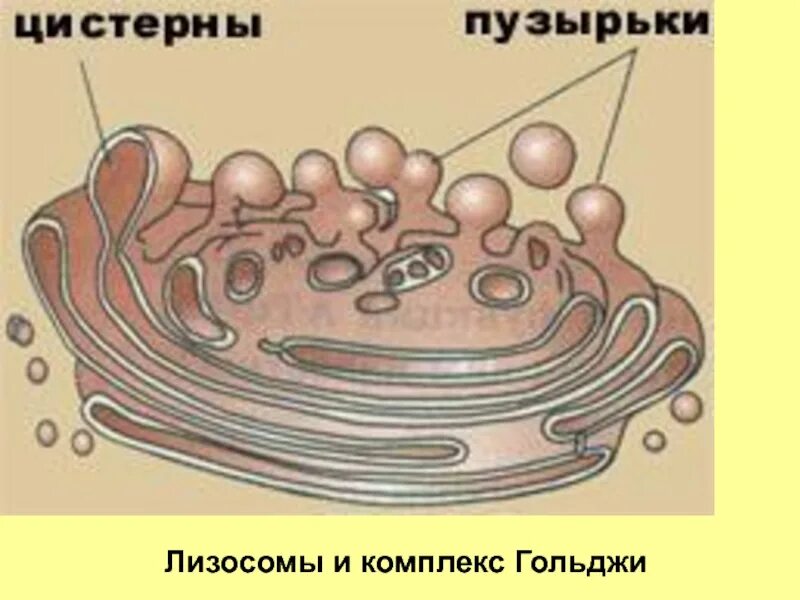 Органоид комплекс гольджи рисунок. Везикулы аппарата гольджи. аппарат гольджи рисунок биология. аппарат гольджи строение рисунок. аппарат гольджи в клетке рисунок.