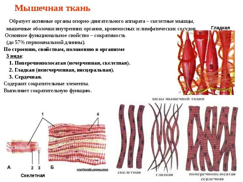Мышцы мышечной ткани. Поперечно-полосатая скелетная мышечная ткань рисунок. структурно-функциональная единица скелетной мышечной ткани. сократительный аппарат скелетной мышечной ткани. функциональная единица скелетной поперечно полосатой мышечной ткани.