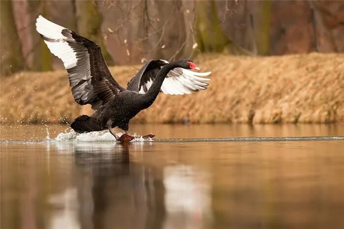 черный лебедь в полете. бакланы морские птицы. нырок черноморский. утка лысуха. черные птицы на озере.