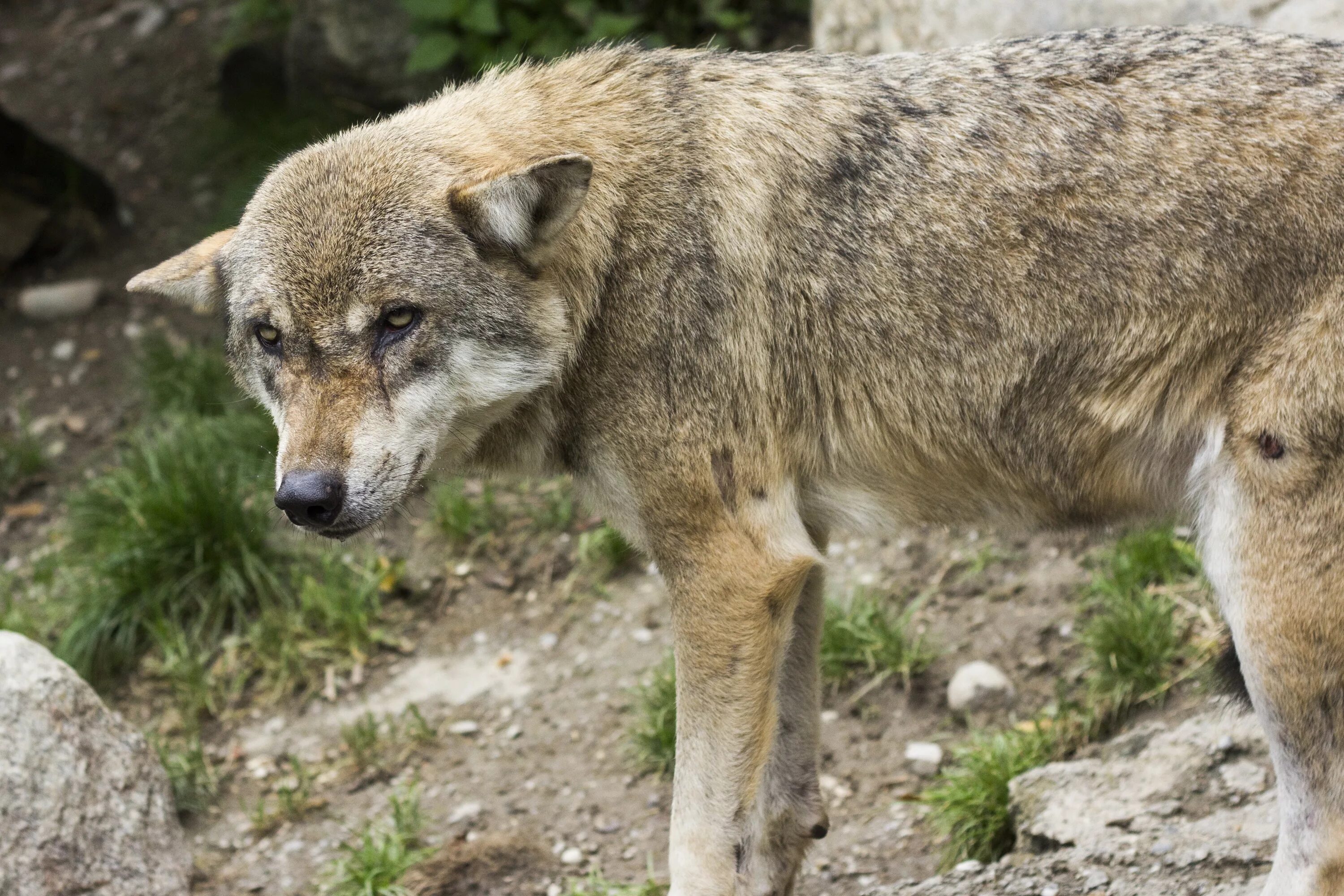 Канис Люпус. Европейские волки Lupus Lupus canis. Европейский волк. Млекопитающие волк.