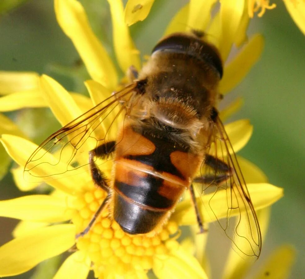 Пчеловидки. Журчалка пчеловидка. Журчалка и пчела. Муха Ильница. Eristalis Tenax.