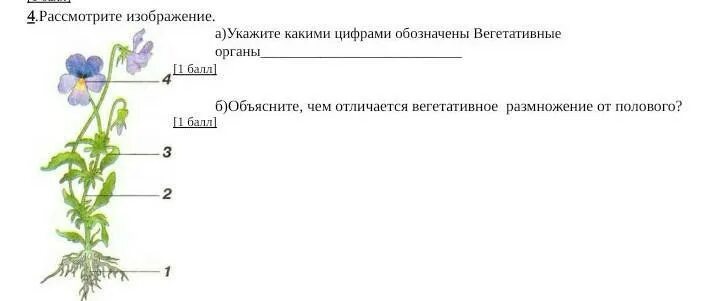 Укажите какой цифрой на рисунке обозначена