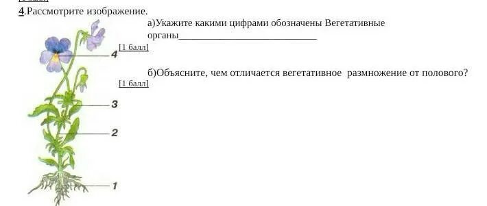 Вегетативные органы фото. Какой цифрой на рисунке обозначено вегетативное ядро. Укажи какой цифрой на рисунке обозначена вегетативная клетка. Какой цифрой на схеме обозначена боковая Мерист. Установите соответствие вегетативные органы генеративные органы