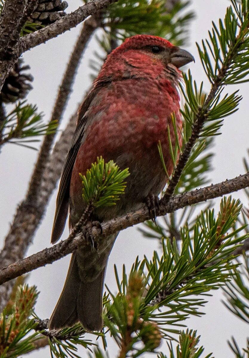 Щур - pinicola enucleator. Щур птица. Щур обыкновенный pinicola enucleator. Таёжный Щур. Birds in russia