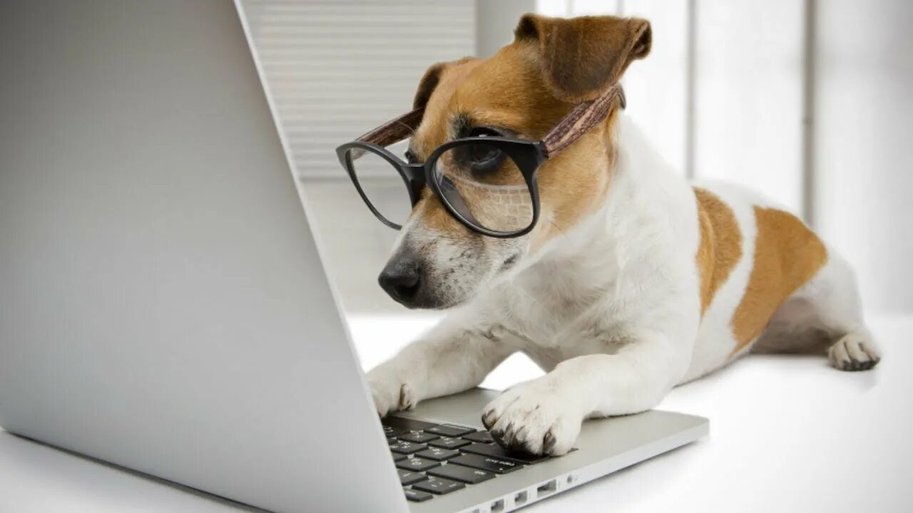 собаки в соцсети. деловая собака. социальные сети и животные. очень смешные фото животных от которых нельзя устоять. смешные звезды и животные.