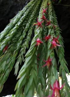 Cool plant