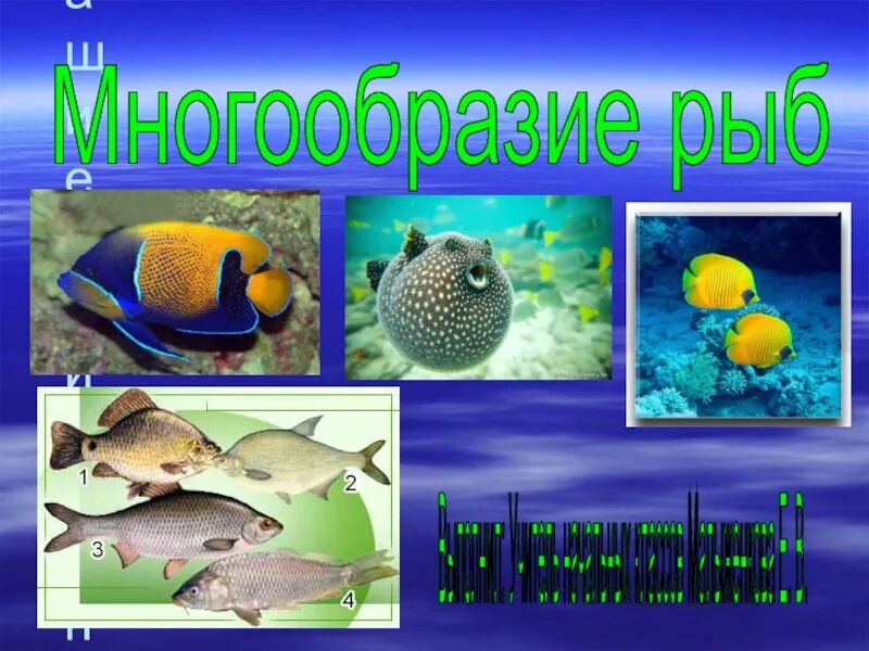 Сообщение многообразие рыб. Многообразие рыб. многообразие рыб презентация. многообразие рыб презентация 7 класс. многообразие рыб окружающий мир.