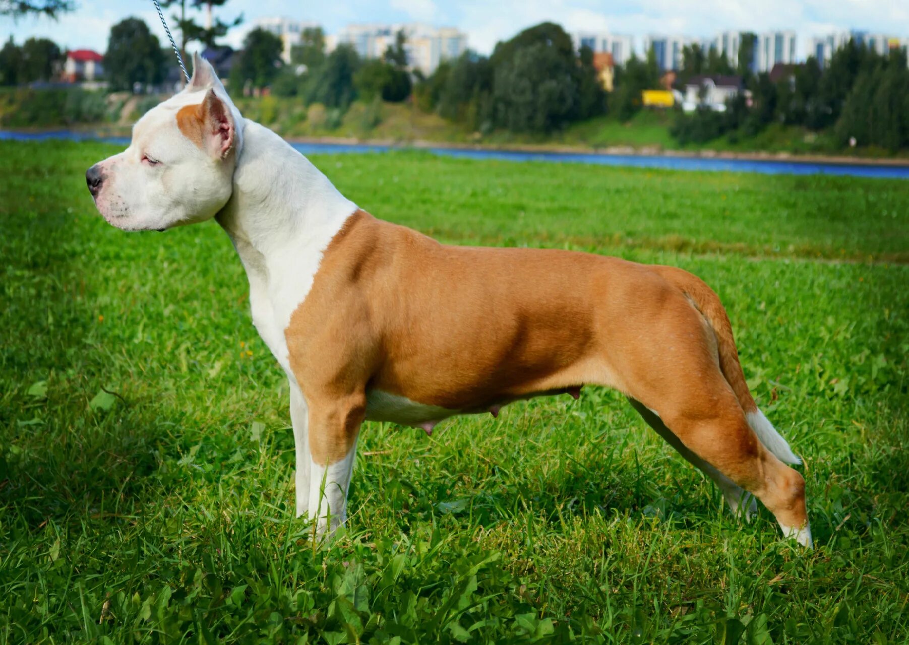 стаффордширский терьер амстафф. стафф и питбуль. американский сташевский терьер. амстафф выставочный. стафф челны.