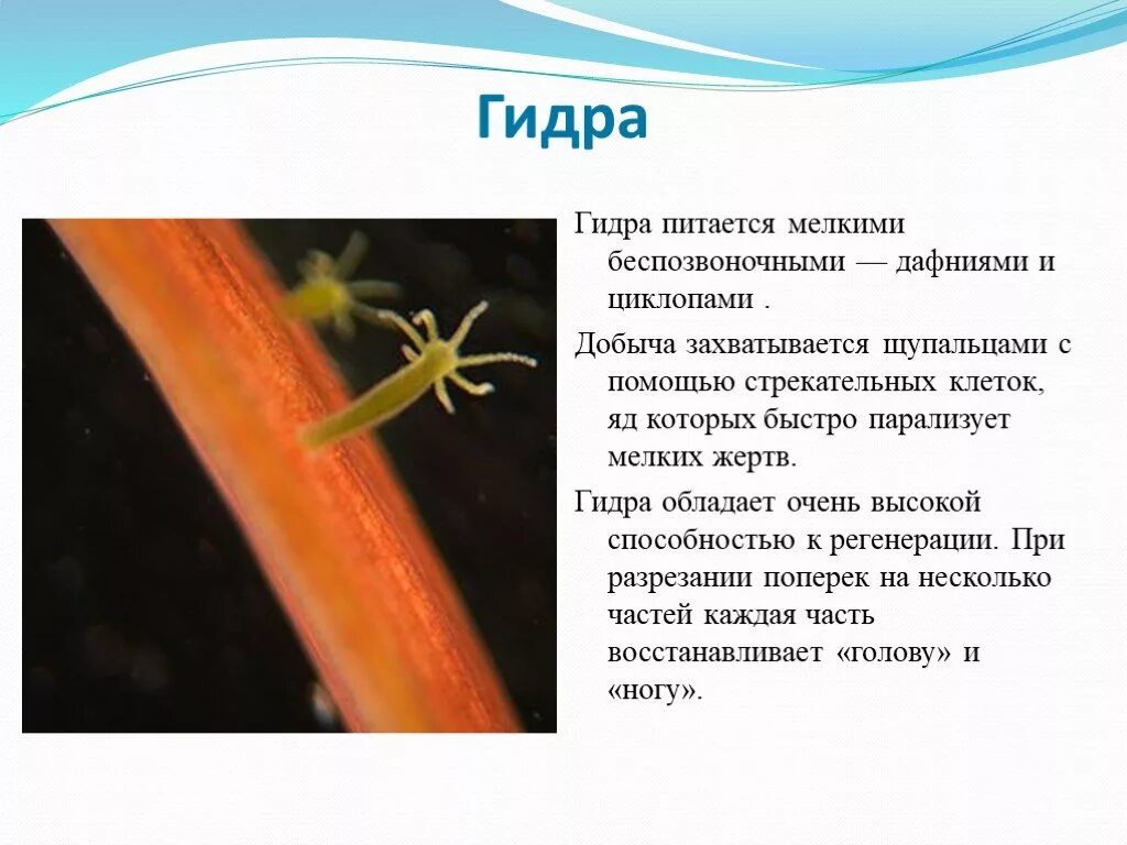 Исследование питания гидры дафниями