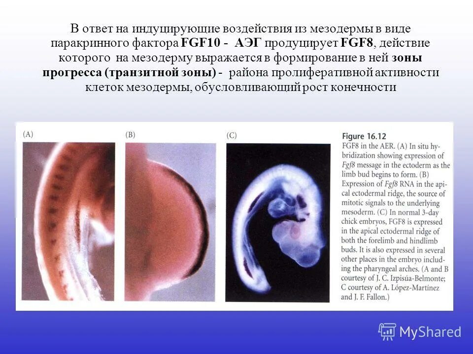 Стадия формирования осевых органов у ланцетника. Деламинация эмбриогенез человека. Мезодермы нет у эмбрионов. Мезодермы нет у эмбрионов. Мезодермы нет у эмбрионов.