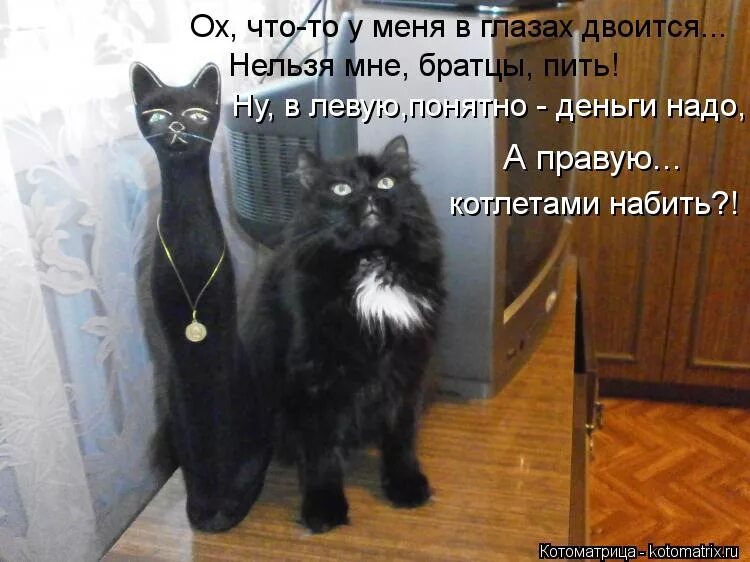 Не строй мне глазки. Толстый и худой коты. Черный кот прикол. Строить глазки прикол.
