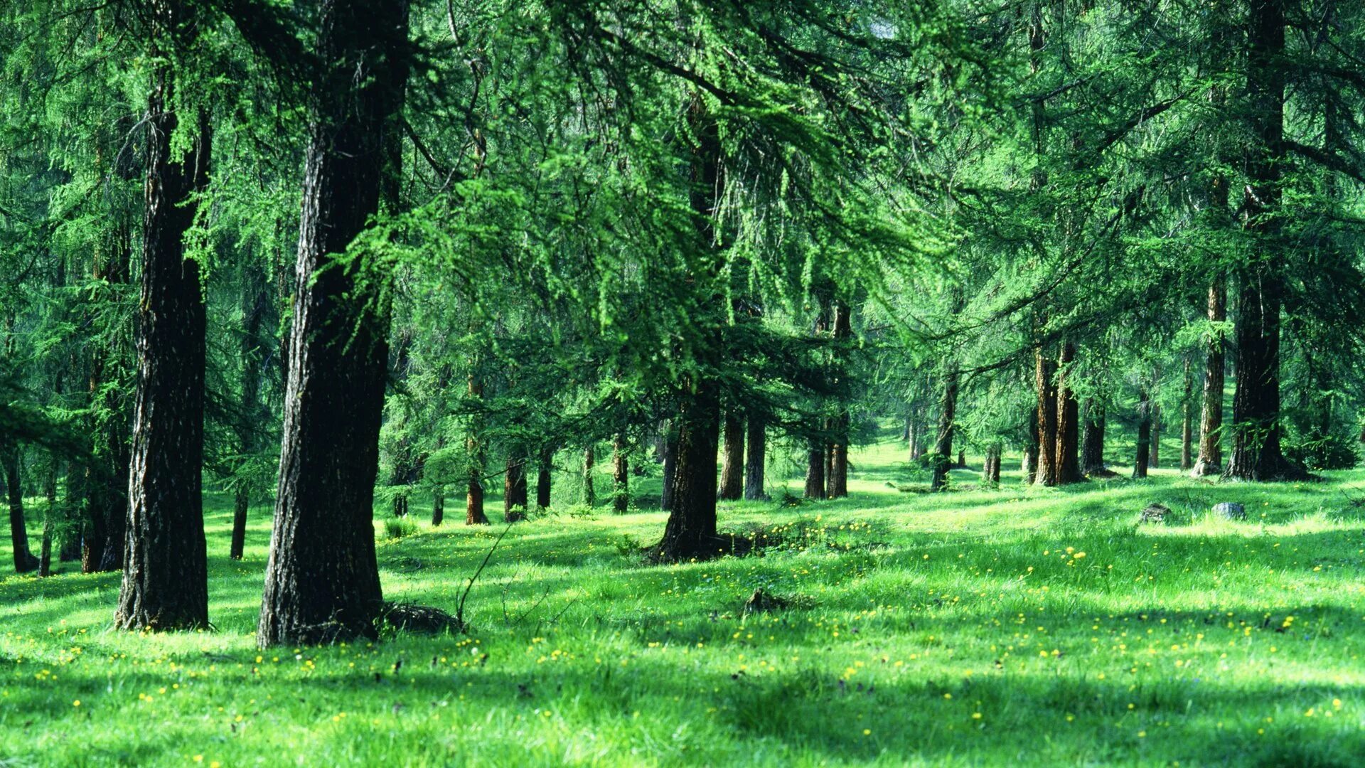 Поляна Брузале. Лесная Поляна. Поляна в хвойном лесу. Лес фон. Russia is a of forests