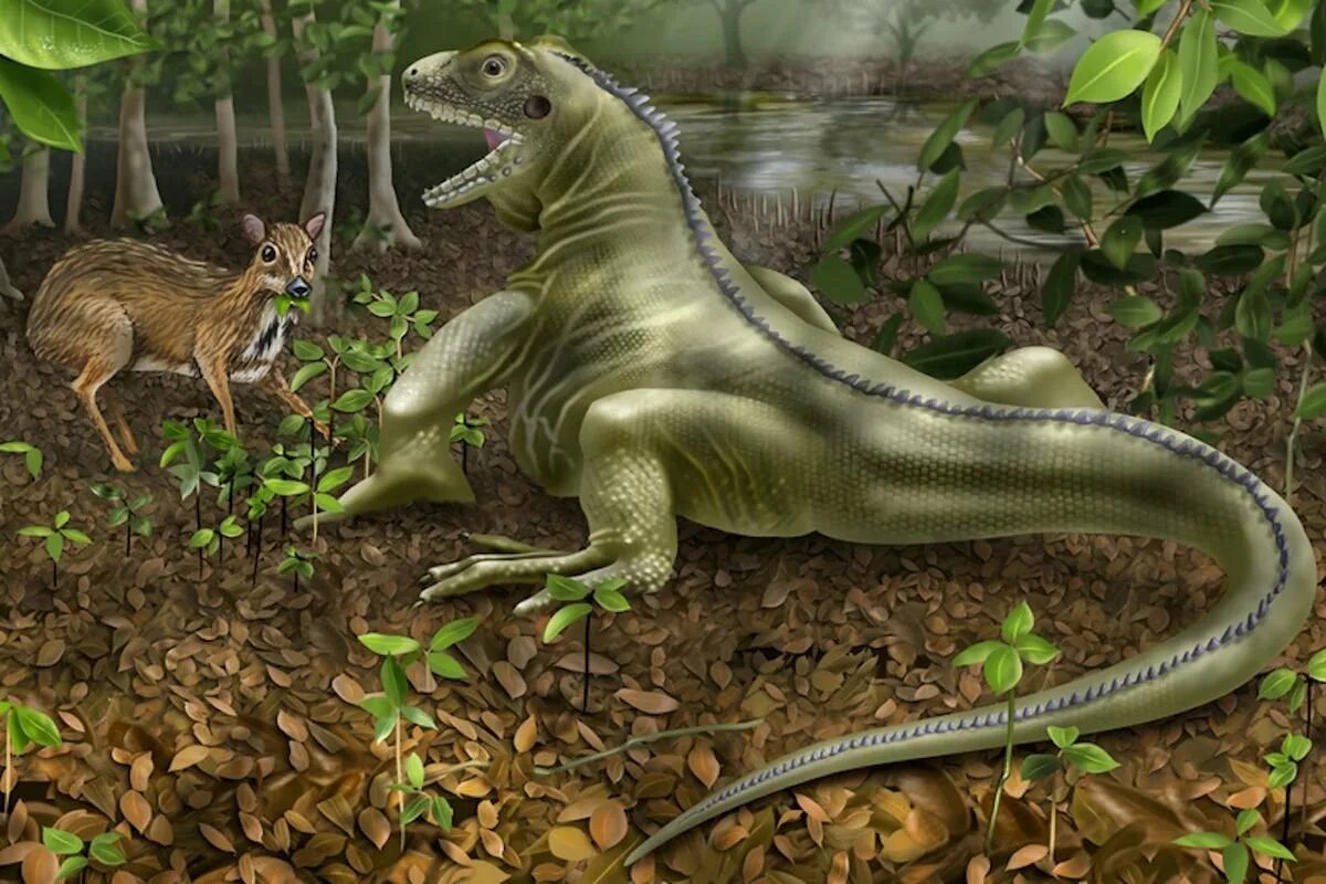 Динозавры это ящеры. Ящерица МЕГАЛАНИЯ. МЕГАЛАНИЯ Варан. Gryphoceratops Morrisoni. Barbaturex Morrisoni.