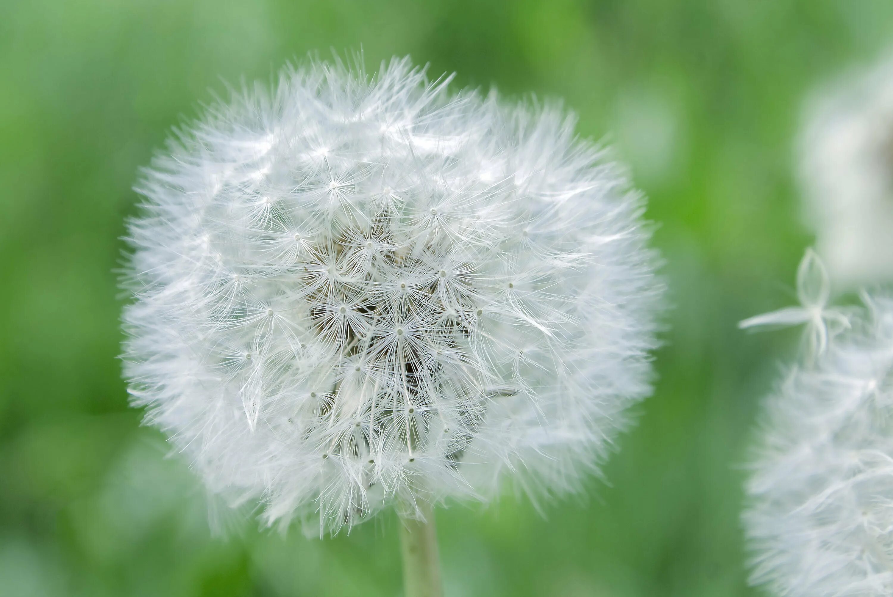 Одуванчик Аянский. Одуванчик полевой обыкновенный. Одуванчик Альбидум White Dandelion. Кульбаба одуванчик. Одуванчик химический