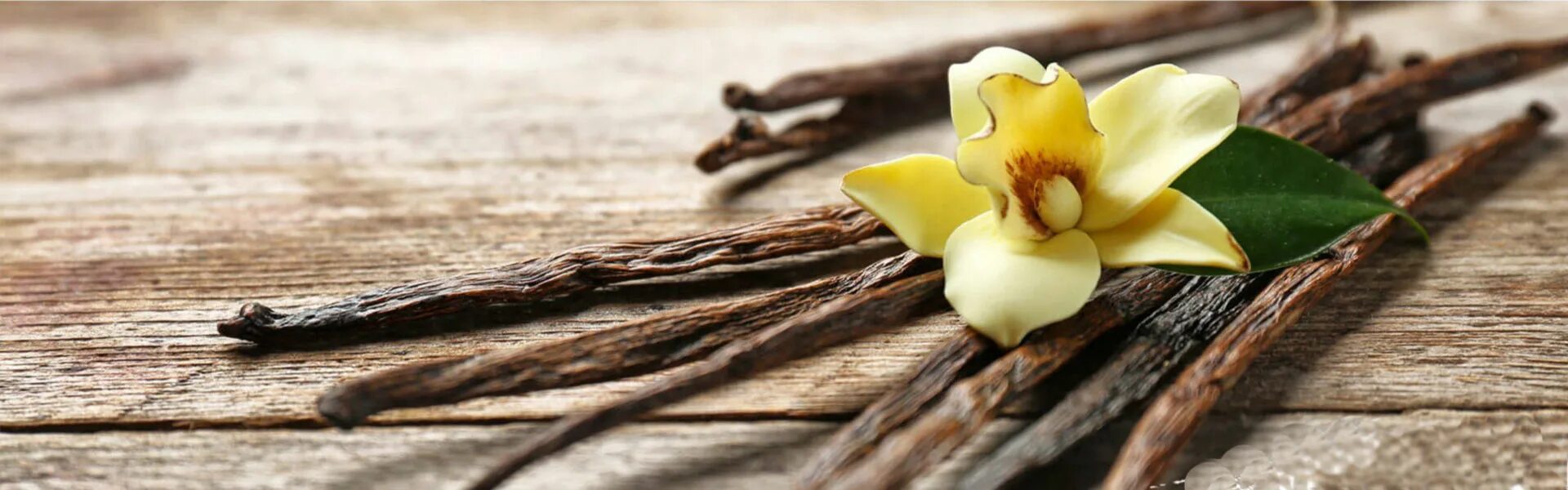 Что значит запах ванили. Бурбонская ваниль цветок. Цветы мадагаскарской ванили. Таитянская ваниль. Мадагаскарская ваниль растение.