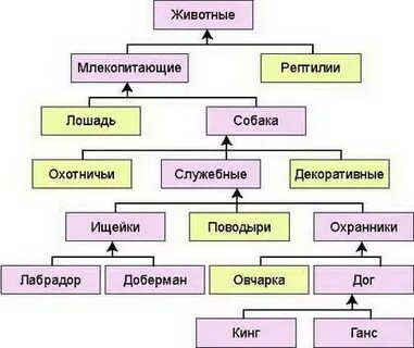 Систематическое положение собаки домашней