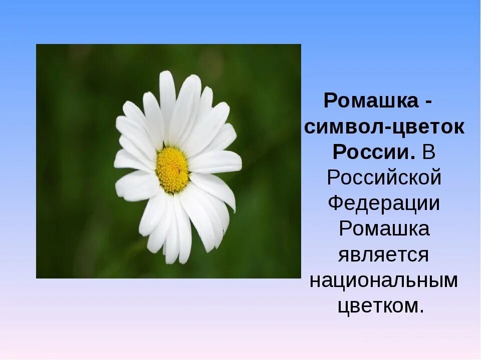 Ромашка неофициальный символ россии. Цветок символ России. Ромашка символ России. Интересные+факты,орамашке. Неофициальные символы России Ромашка.