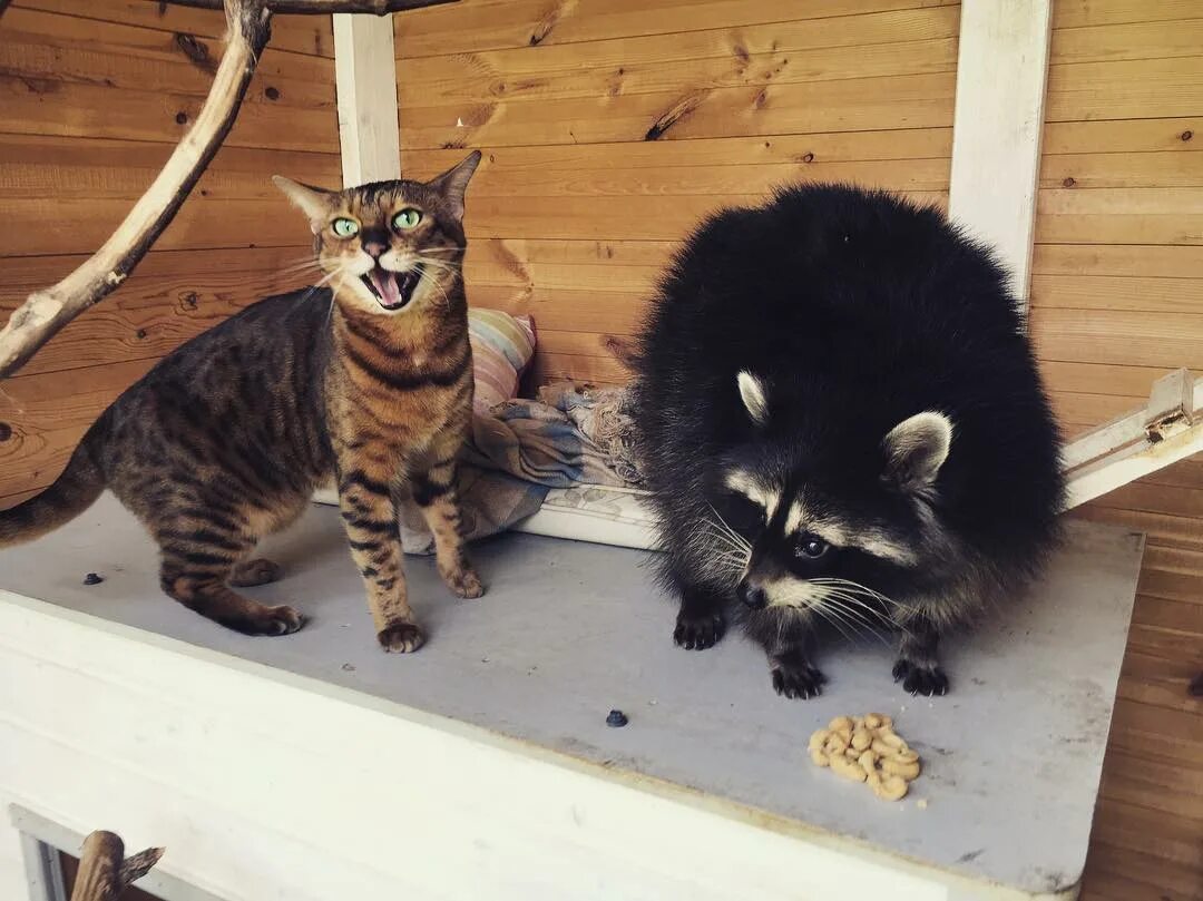 Домашние любимцы. Смешные домашние питомцы. Экзотические животные для квартиры. Собаки для квартиры. Наши домашние питомцы.