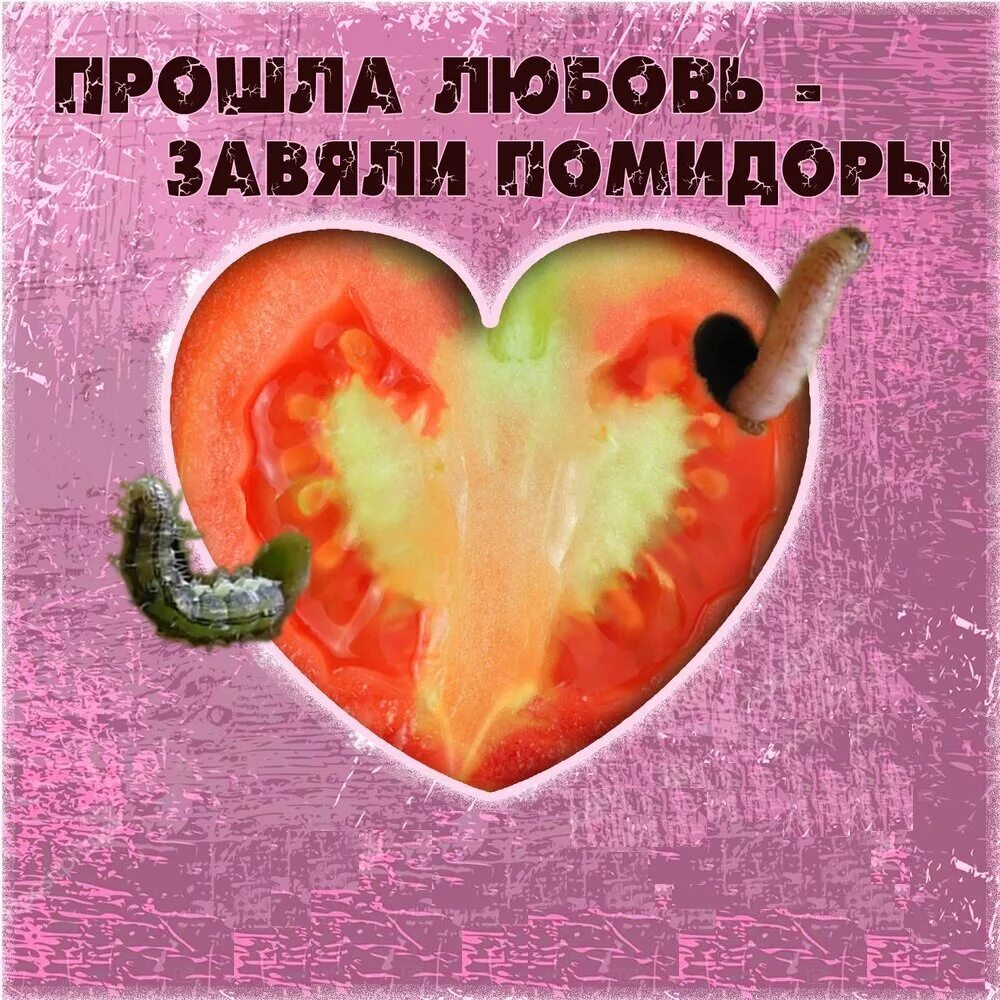 Прошла любовь. Помидор яблоко любви. Прошла любовь завяли помидоры. Ты помидоры любишь кушать да а так нет. Прошла любовь завяли.