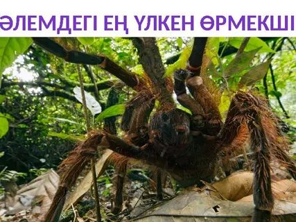 Жалаңаш қыздардың үйдегі суреттері