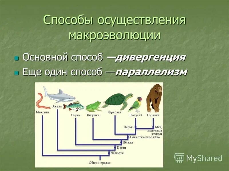 Микроэволюция в каких группах организмов. Макроэволюция биология 11 класс. Основные способы осуществления макроэволюции. Микроэволюция и Макроэволюция. Эволюция Макроэволюция.