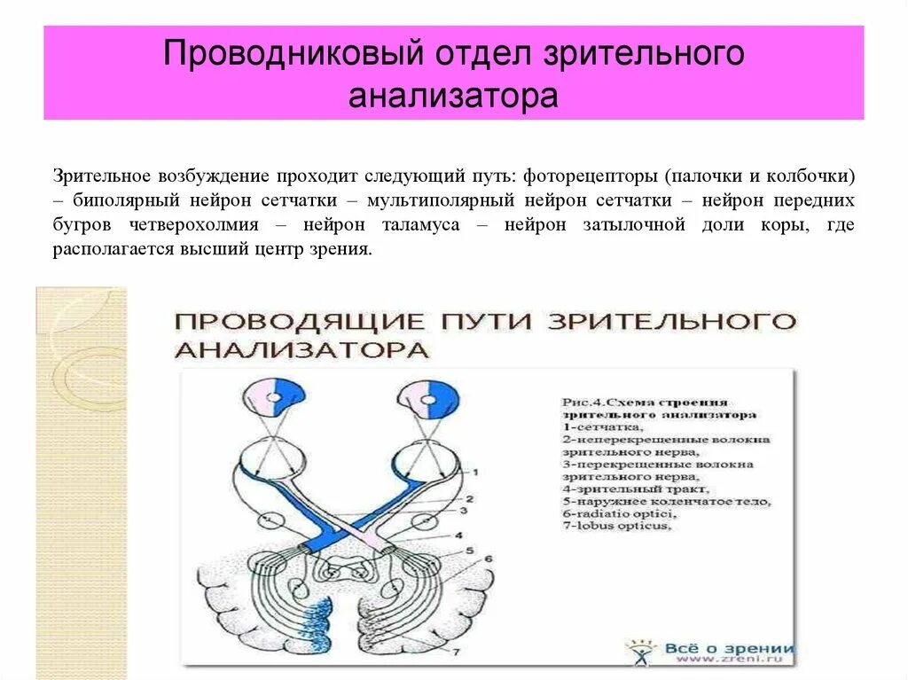Функции каждого отдела зрительного анализатора. Функции каждого отдела зрительного анализатора