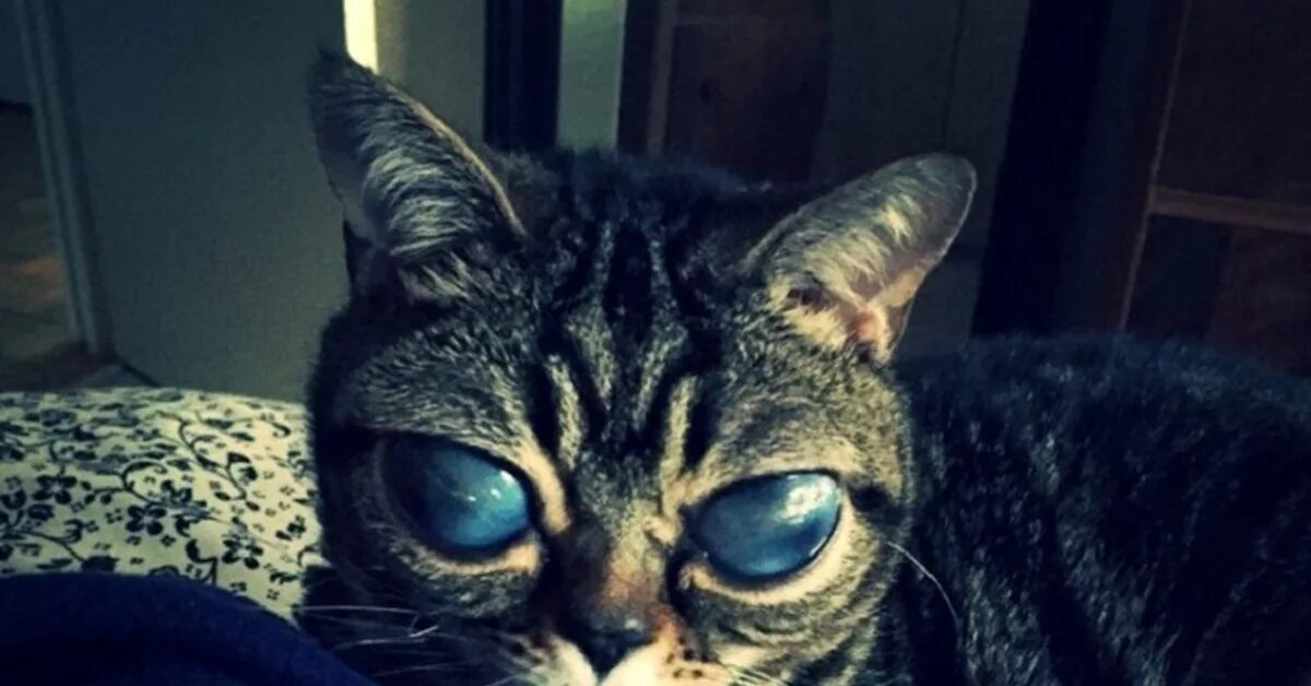 Взорви кошку