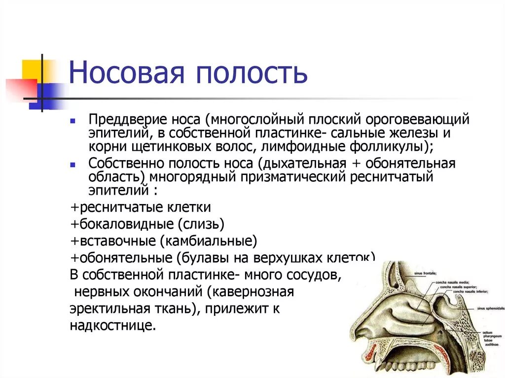 Запах железа носу железы. Строение носа и носовой полости. Преддверие полости носа анатомия. Носовая полость строение и функции. Полость носа строение и функции.