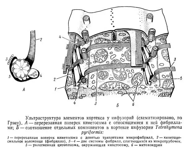 Строение пелликулы. Строение инфузории без подписей. Что такое инфузория туфелька в биологии. Строение пелликулы инфузории. Кортекс инфузорий.