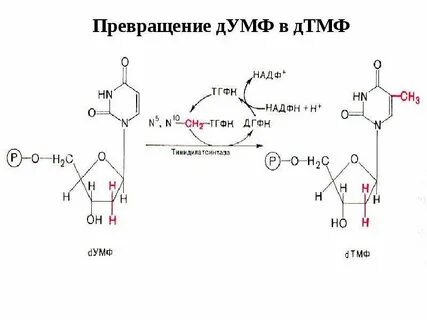 Тимидиловых нуклеотидов
