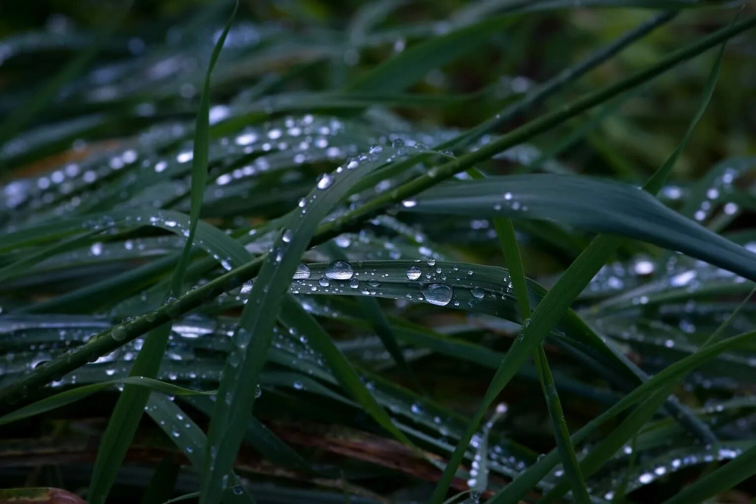Название после дождя. Роса на траве. Трава после дождя. Растения под дождем. Зелень после дождя.