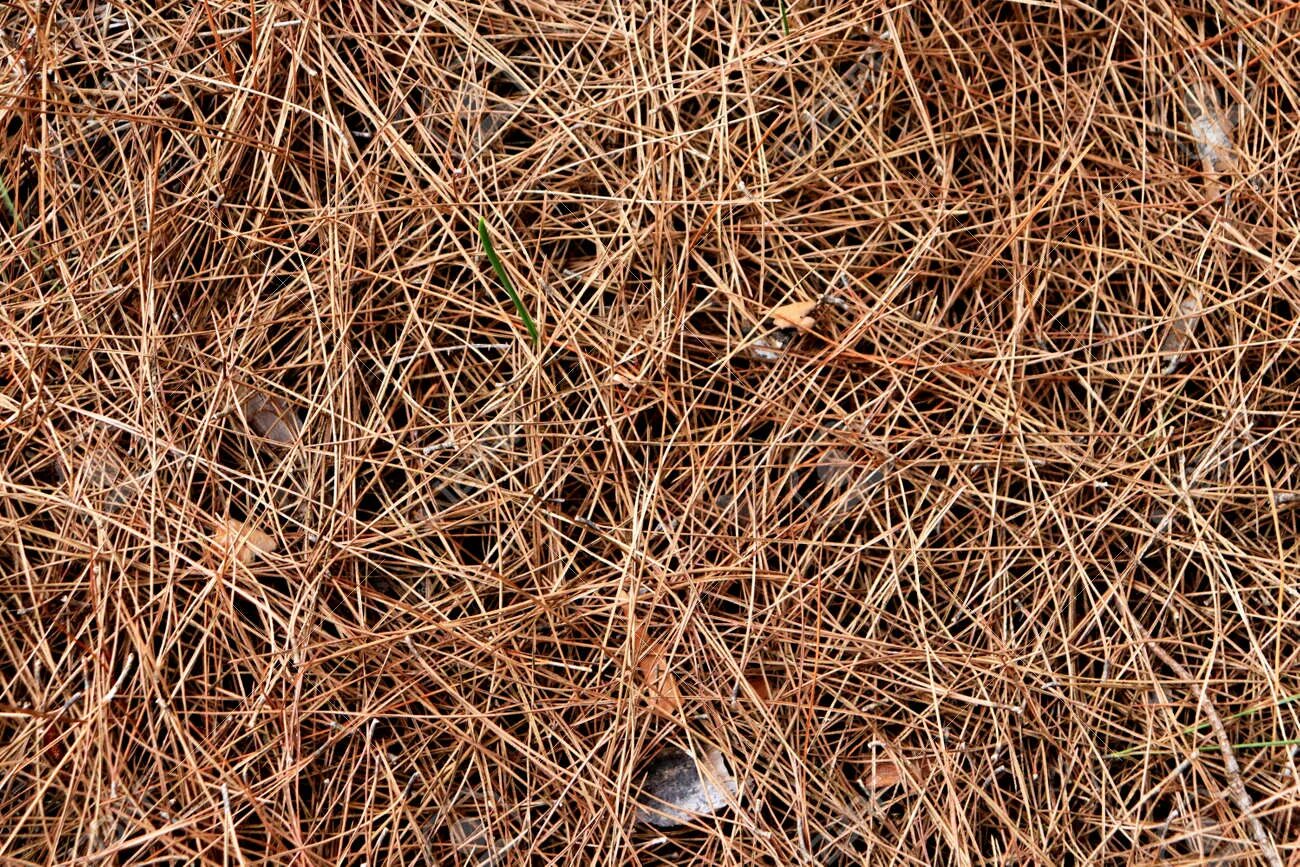 Хвоя на земле. Лесная подстилка соснового леса. Мульчирование шишек сосны. Сосновые иголки сухие. Хвоя на земле.