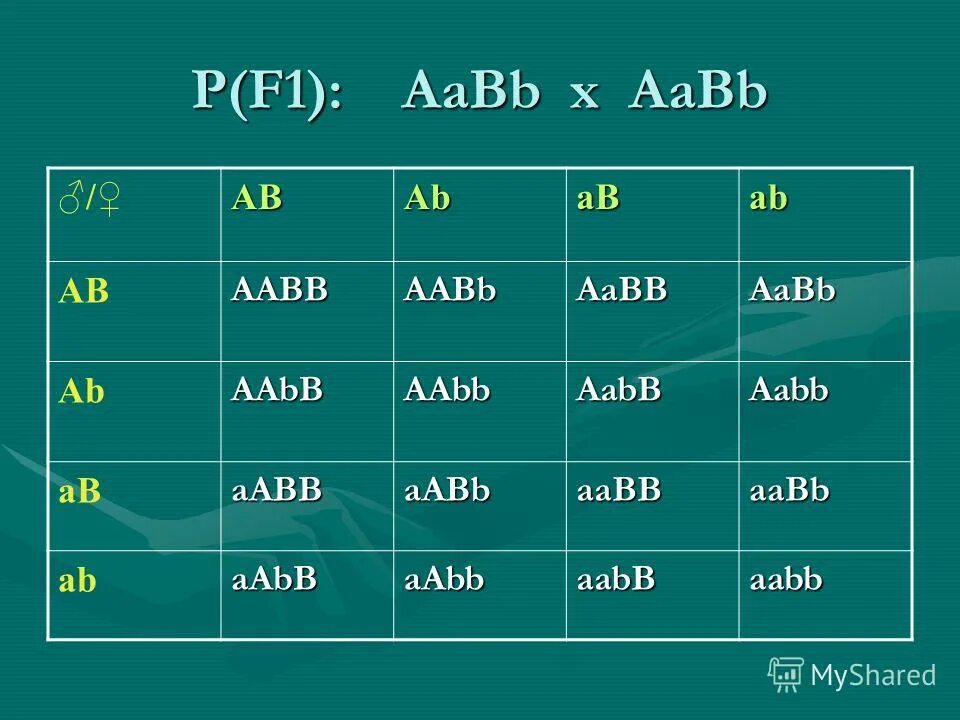 Aabb aabb соотношение генотипов