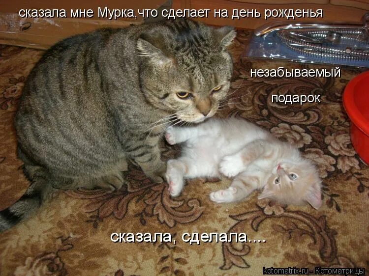 Котенок сказал мама. Юмор с животными. Котенок говорит. Смешные кошки с надписями. Котенок сказал мама.