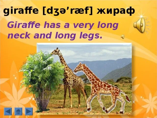 Проект про жирафа 5 класс Животные на разных материках