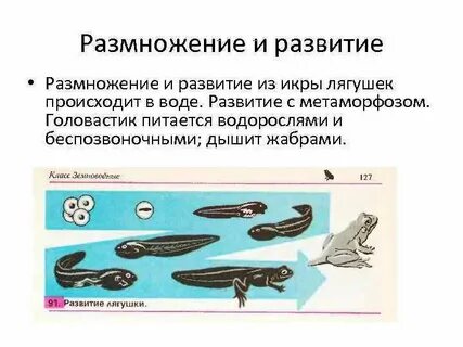 Позвоночные размножение