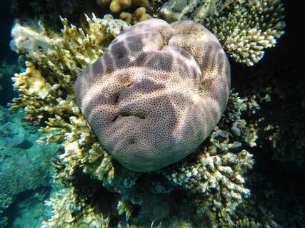 Морское 6 букв