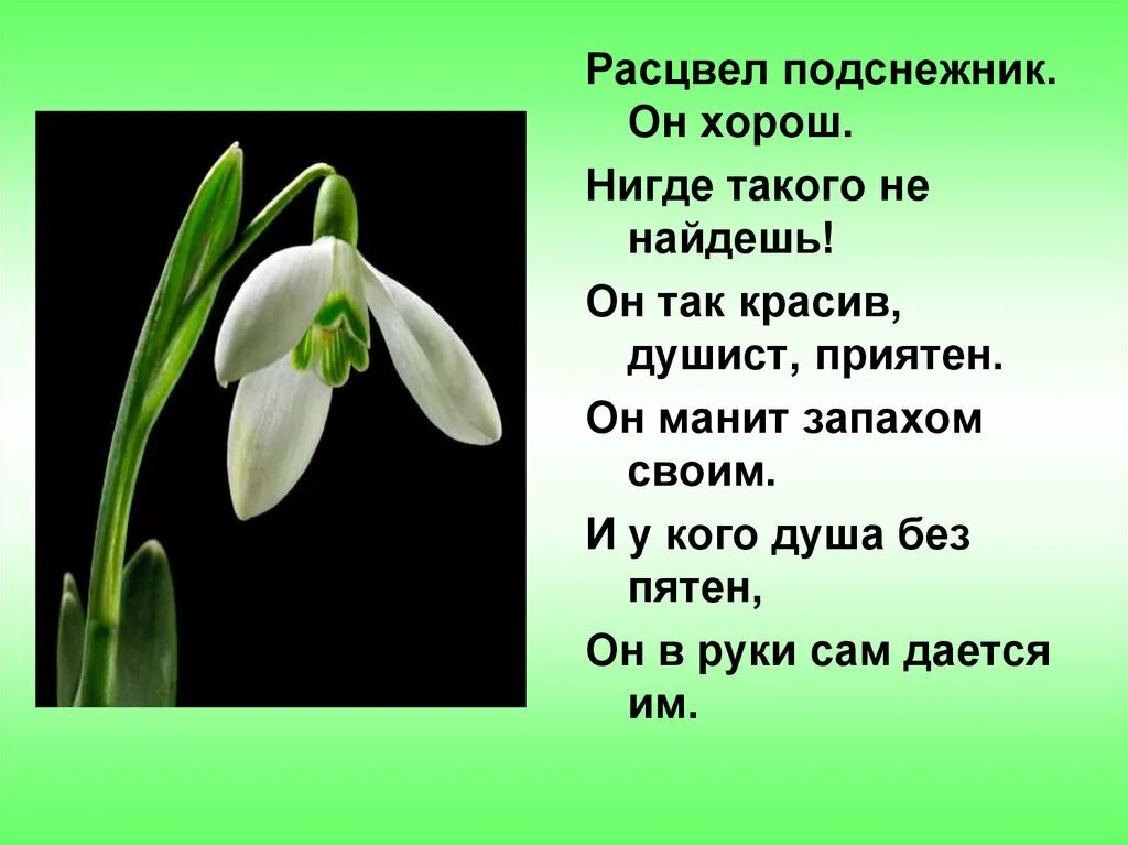 Стих про подснежник короткий. Стихотворение Подснежник. Стих про Подснежник. Стих про Подснежник для детей. Стих про весну.