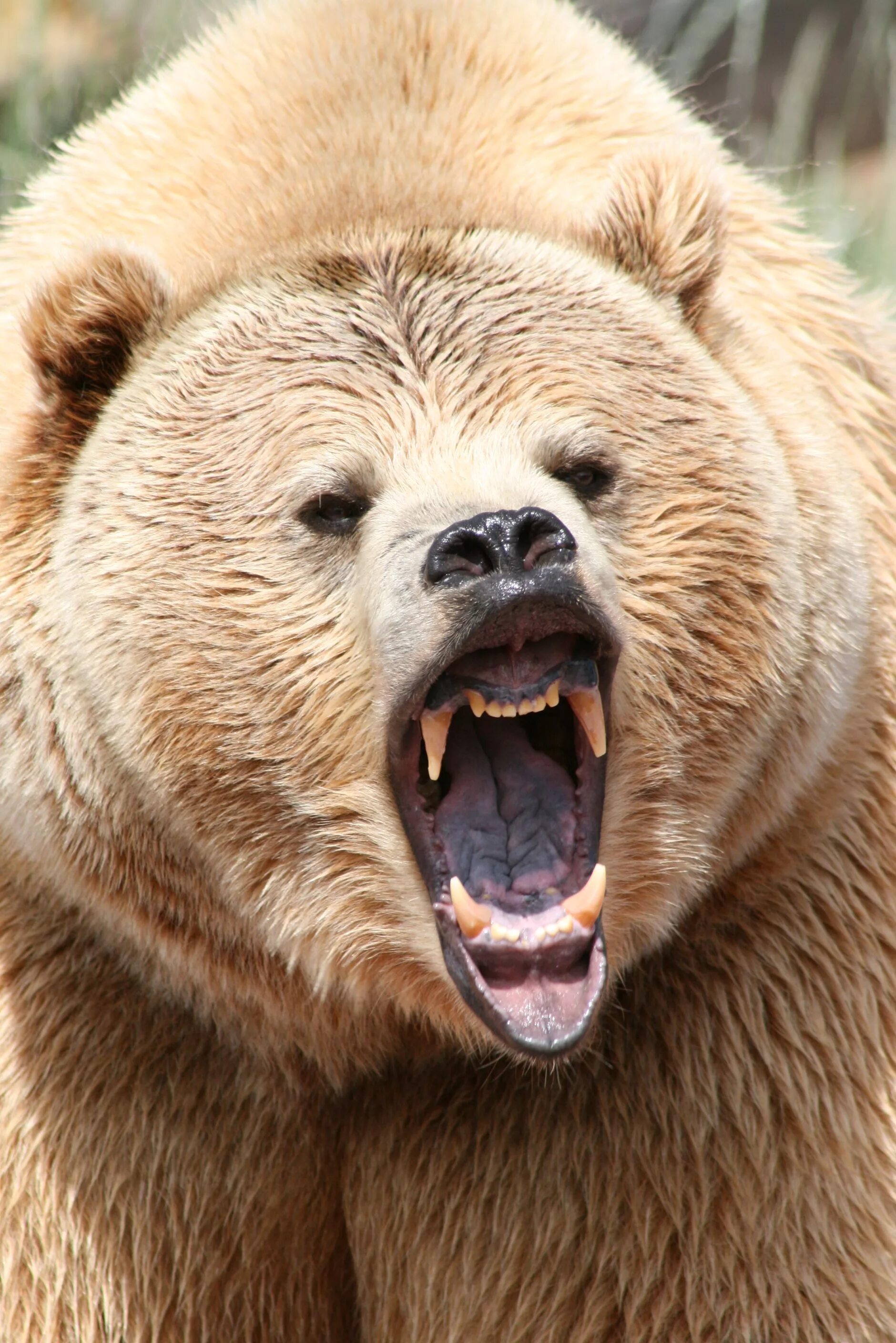 Гризли и бурый медведь. Гризли Grizzly, Гризли, медведь.. Бурый медведь. Оскал медведя. Bear s eye