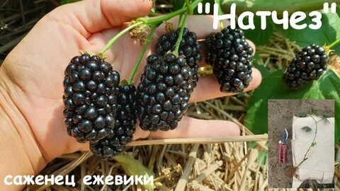 Натчез урожайность